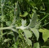 Mentha asiatica