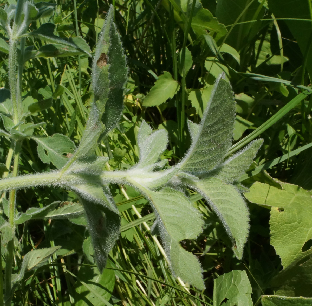 Изображение особи Mentha asiatica.