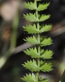 Lagoecia cuminoides