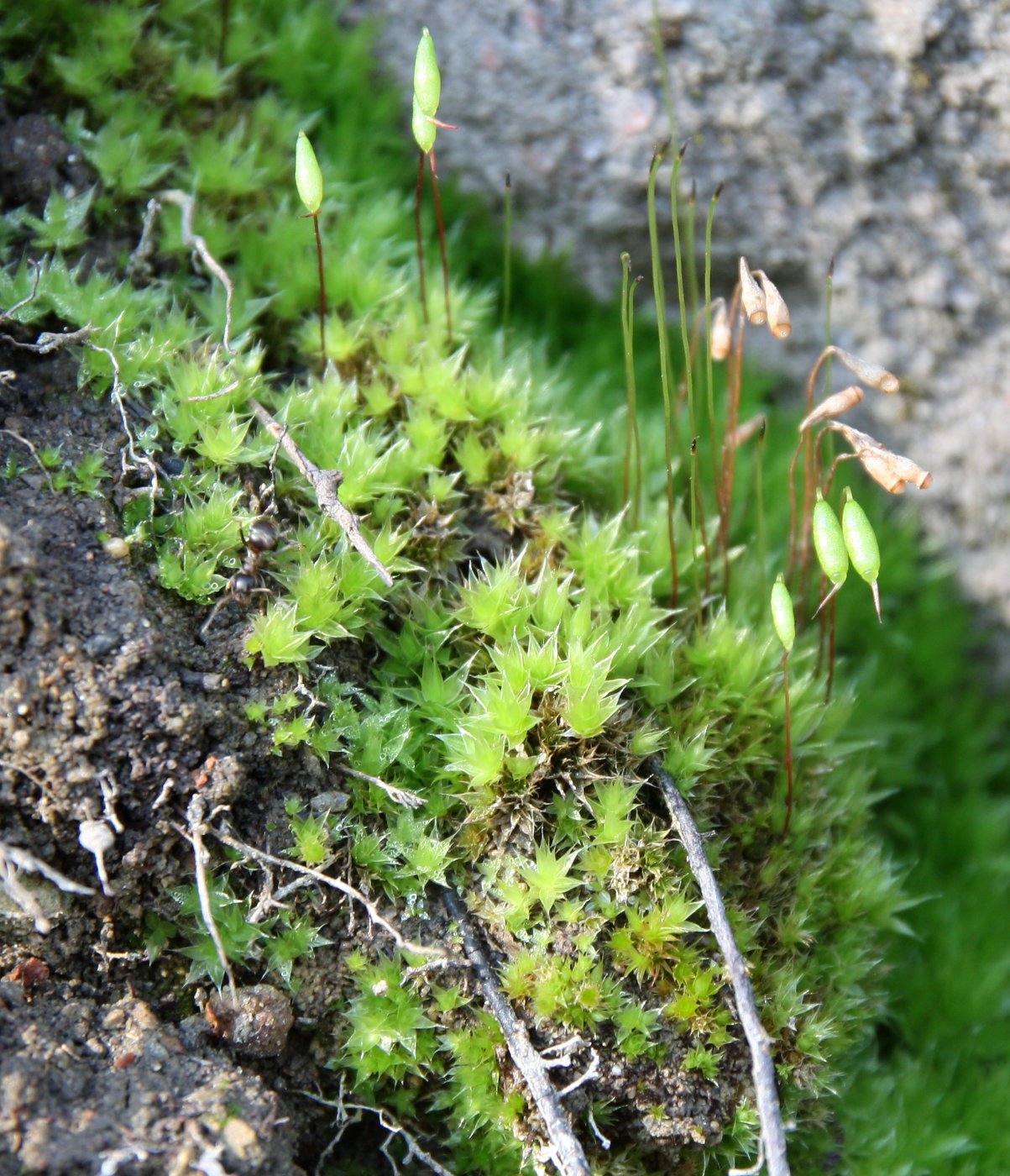 Изображение особи Bryum creberrimum.