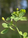 Medicago lupulina