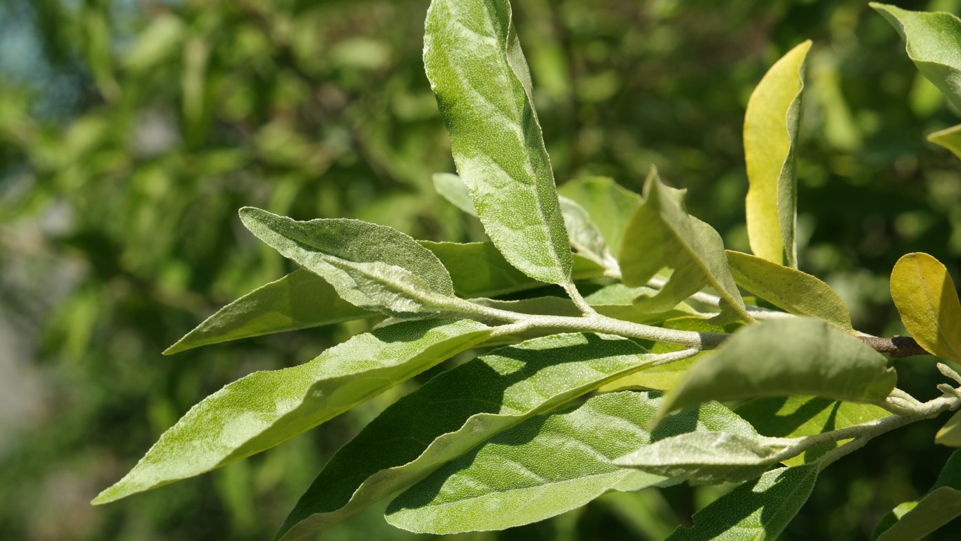 Image of Elaeagnus umbellata specimen.