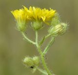 Crepis setosa. Соцветия. Греция, Центральная Македония, дельта р. Аксиос (Αξιός). 24.05.2016.