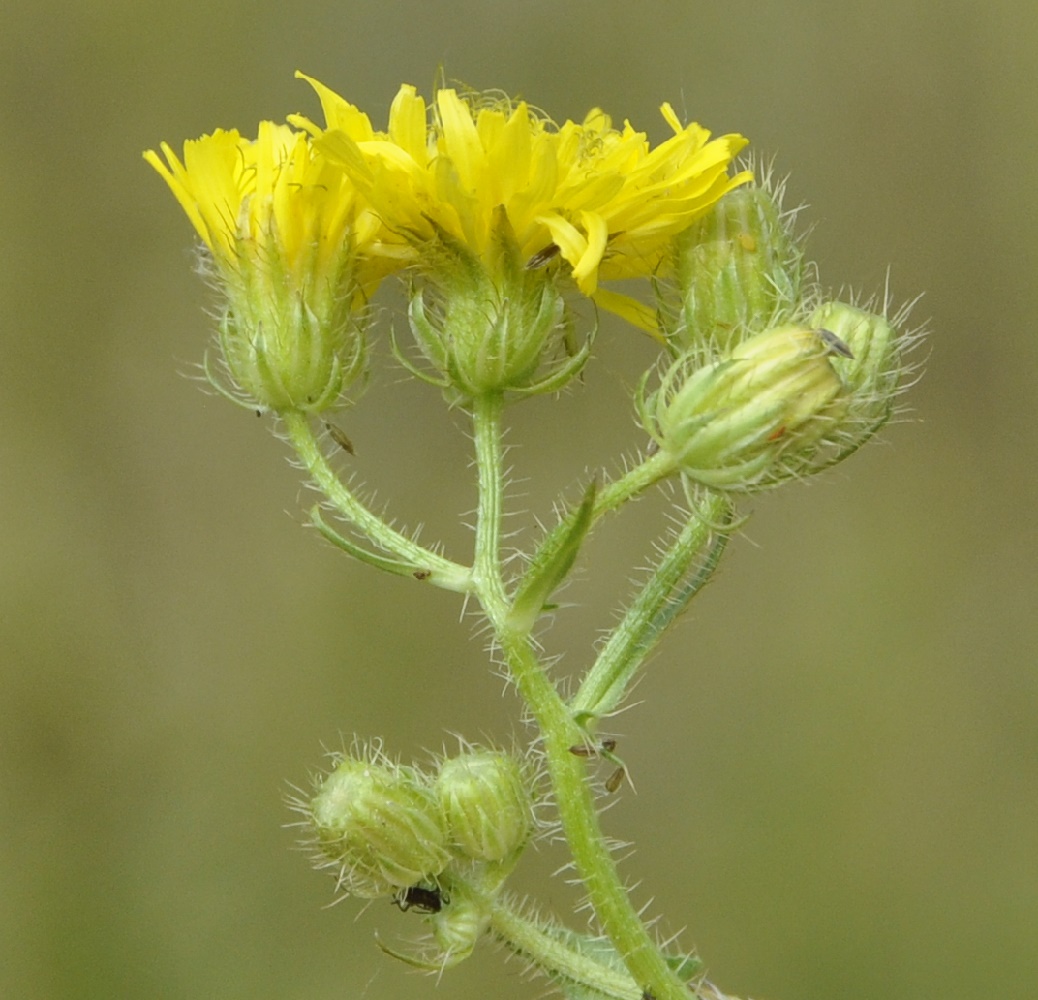 Изображение особи Crepis setosa.