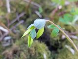 Corydalis intermedia. Соплодие. Ленинградская обл., Кировский р-н, берег реки Лава с выходами известняков. 01.05.2016.