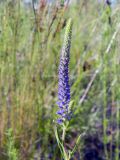 Veronica spicata