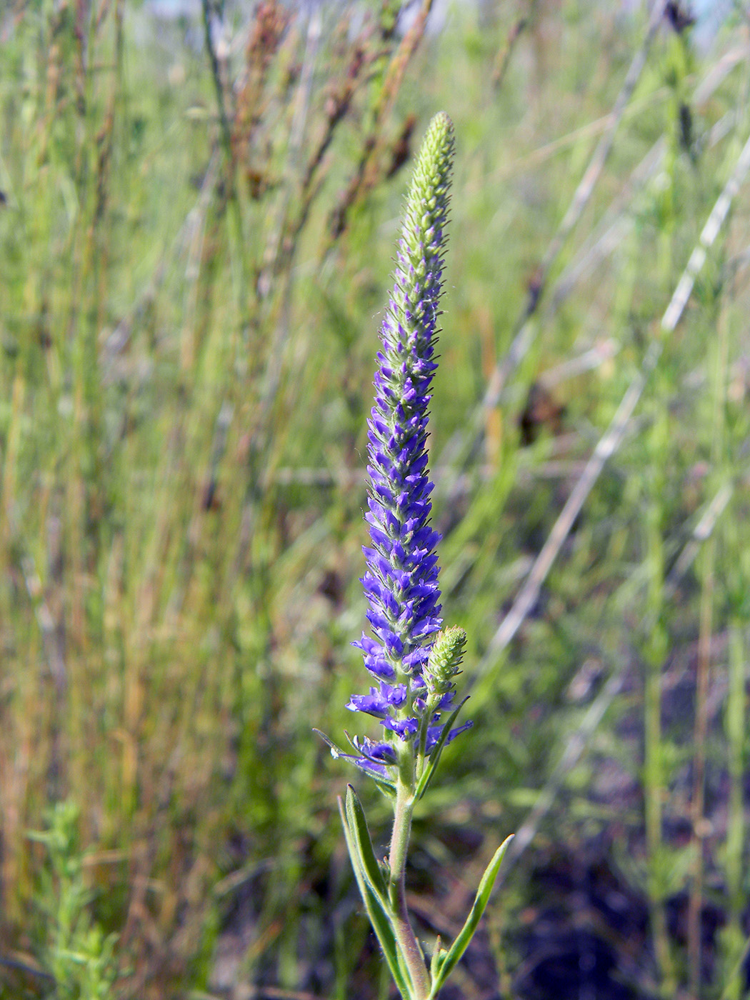 Image of Veronica spicata specimen.