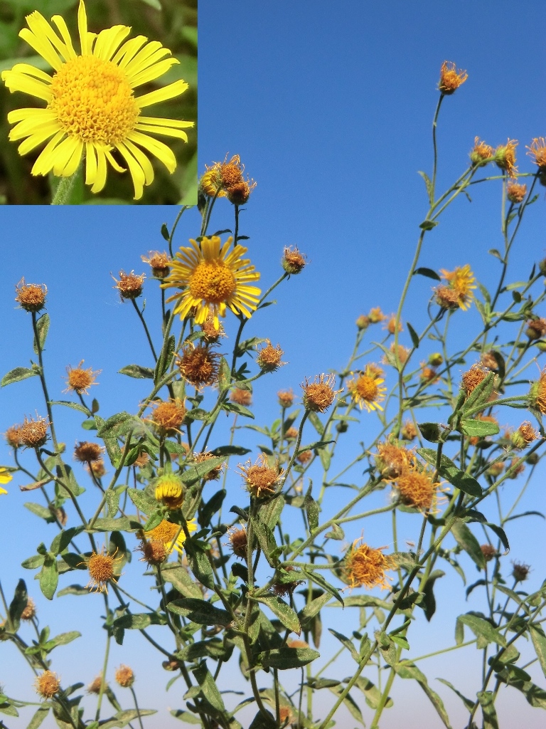 Image of Inula britannica specimen.