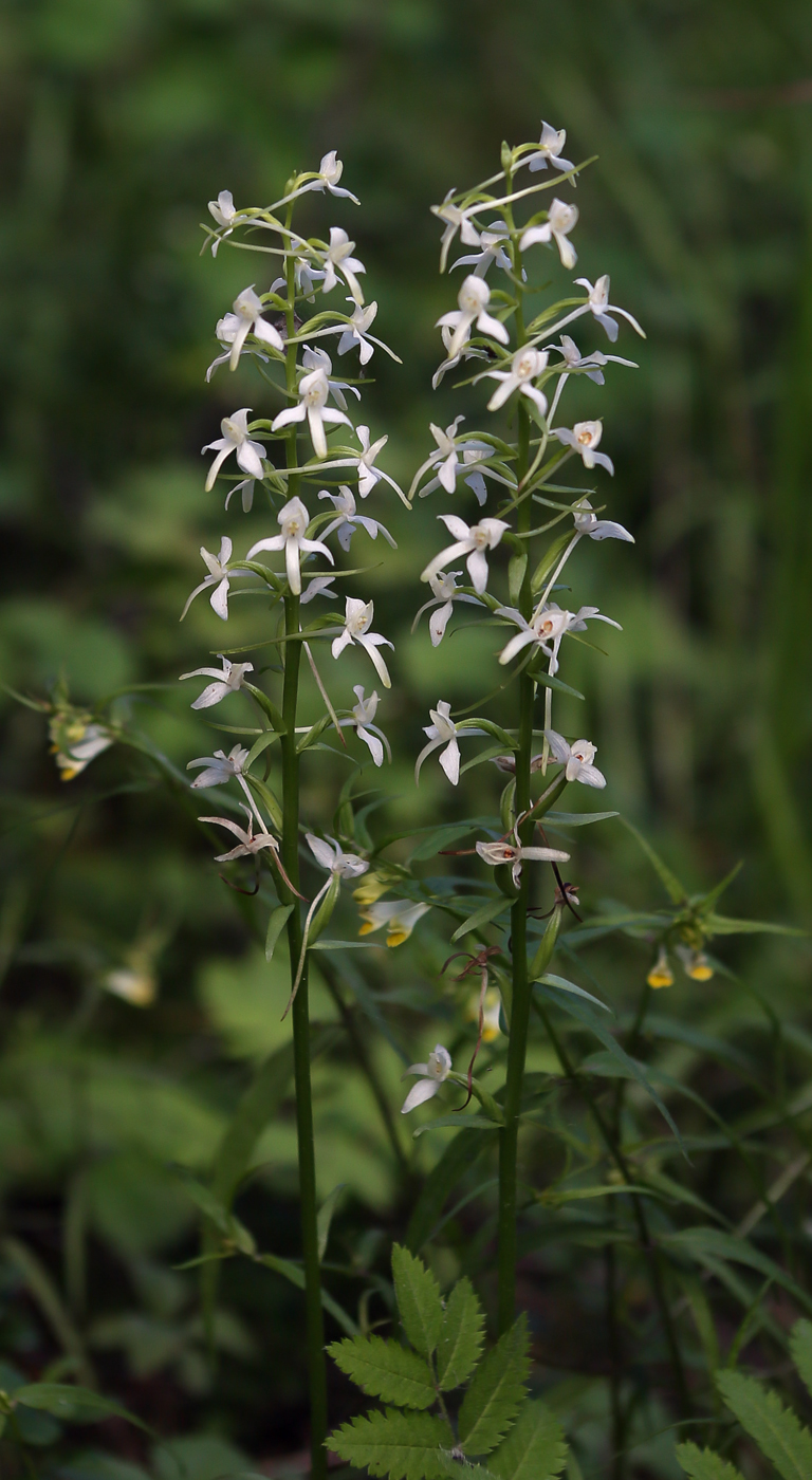 Изображение особи Platanthera bifolia.