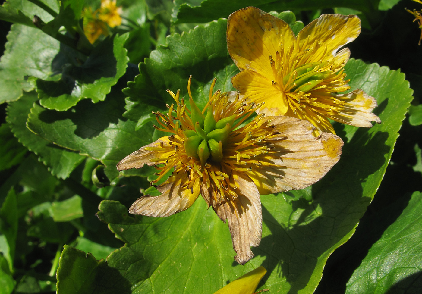 Image of Caltha polypetala specimen.