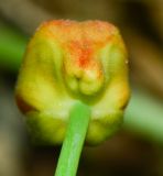 Tropaeolum majus