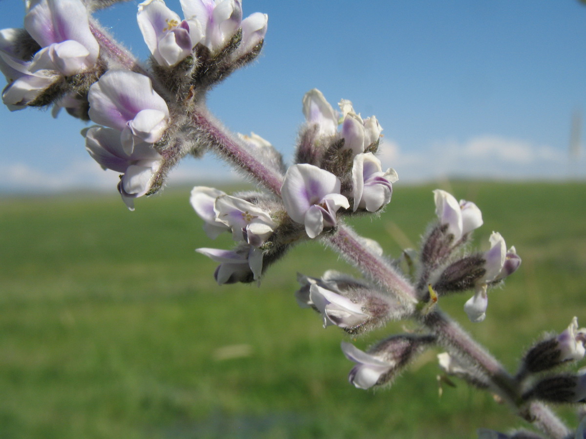 Image of Psoralea drupacea specimen.