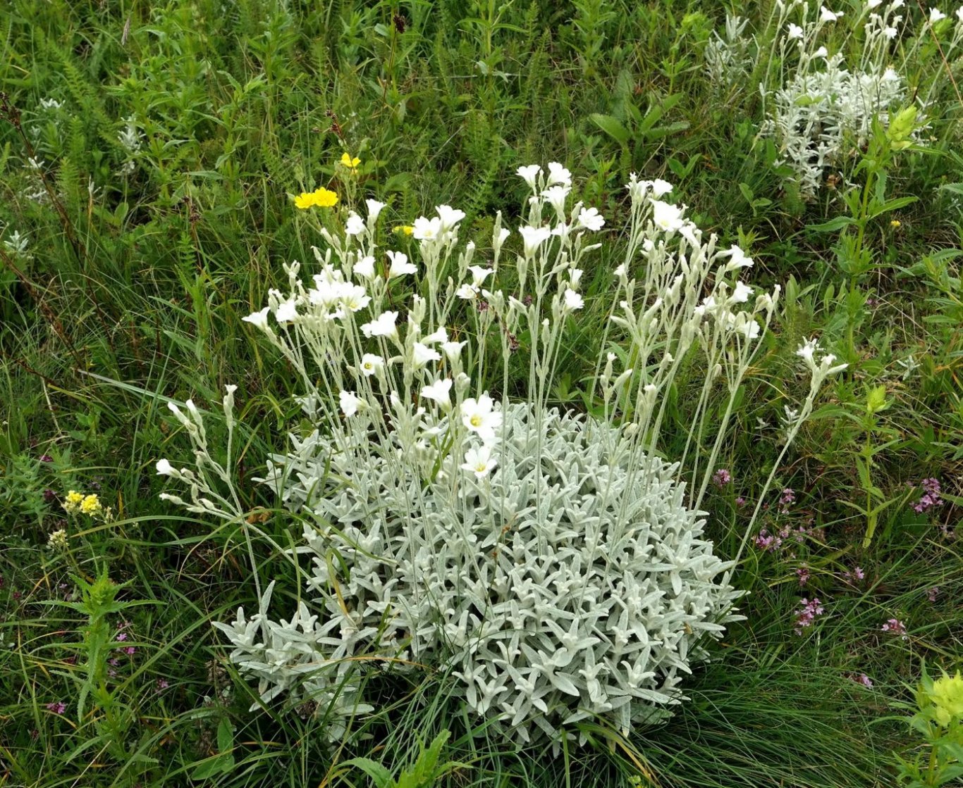 Изображение особи Cerastium biebersteinii.