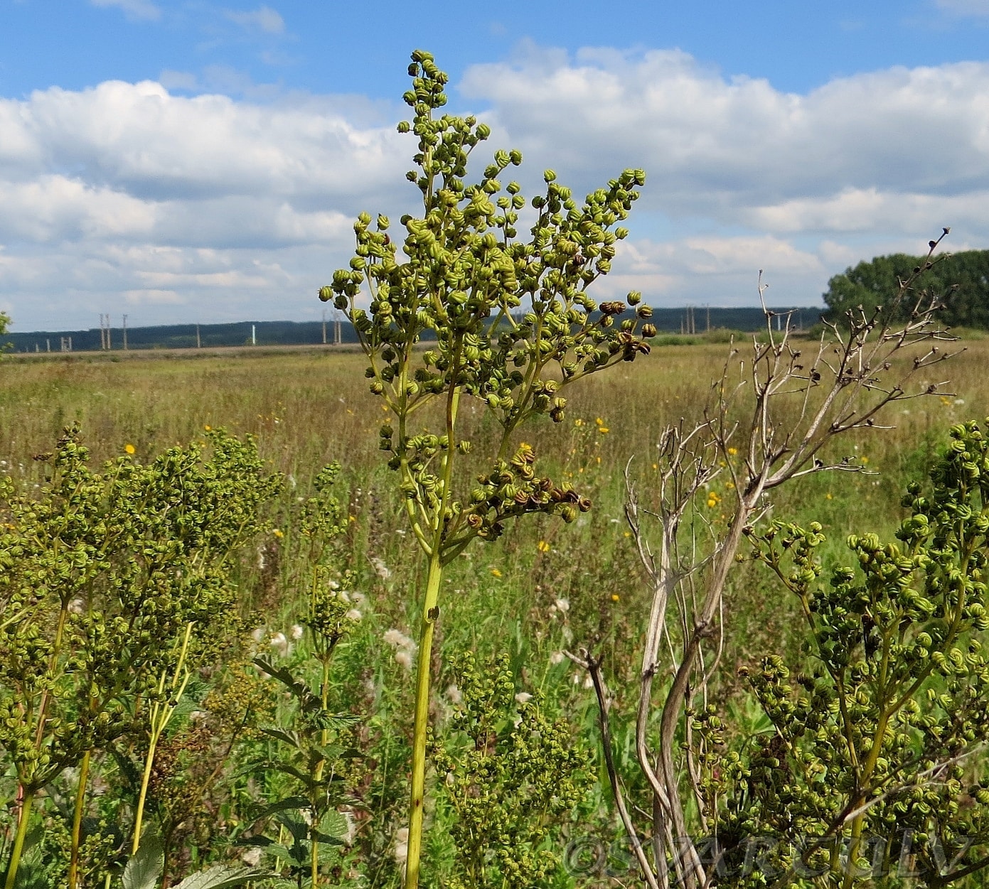 Image of Filipendula ulmaria specimen.