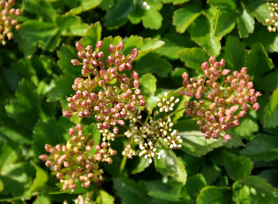 Image of Ligusticum scoticum specimen.