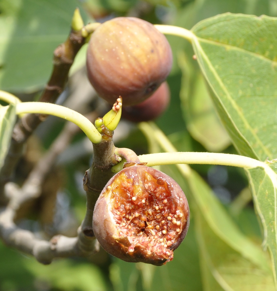 Изображение особи Ficus carica.