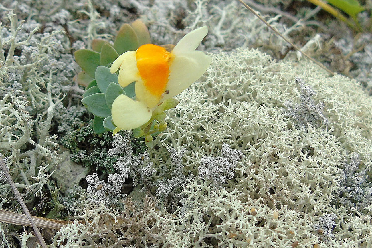 Image of Linaria japonica specimen.