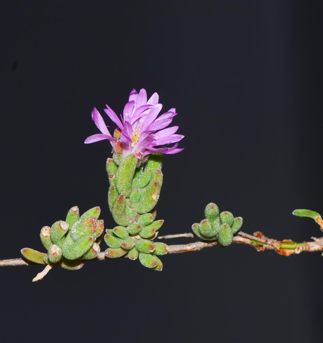 Изображение особи Drosanthemum floribundum.