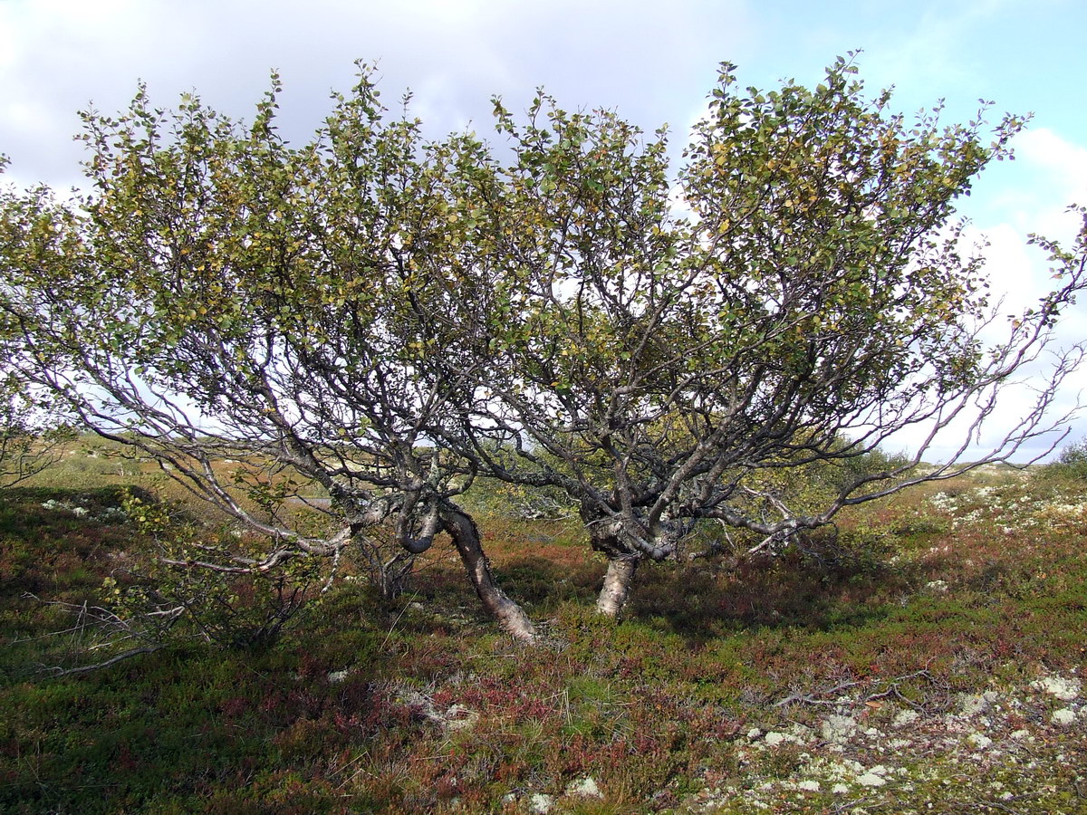 Изображение особи Betula czerepanovii.