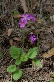 Primula cortusoides