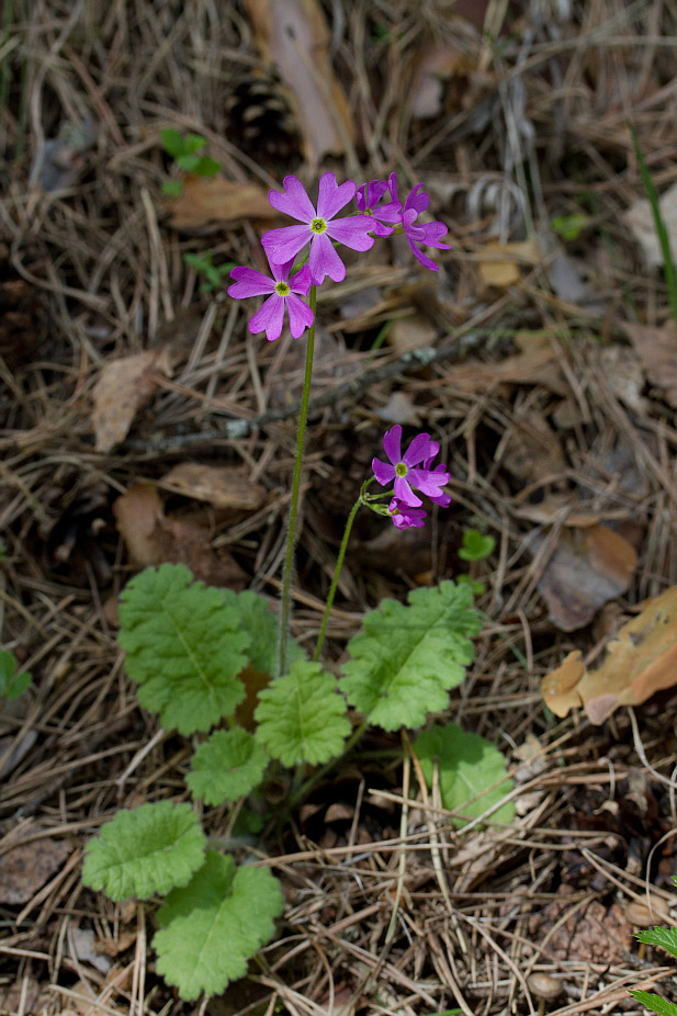 Изображение особи Primula cortusoides.