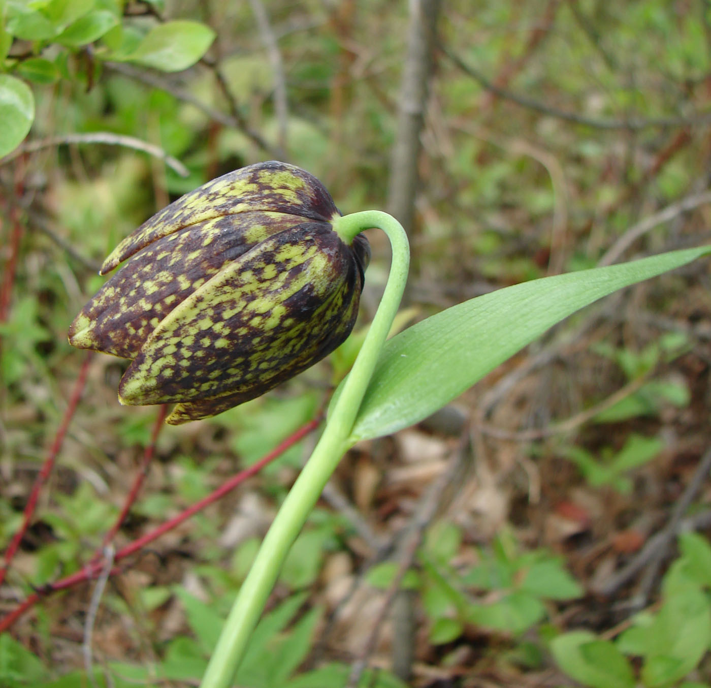 Image of Fritillaria dagana specimen.