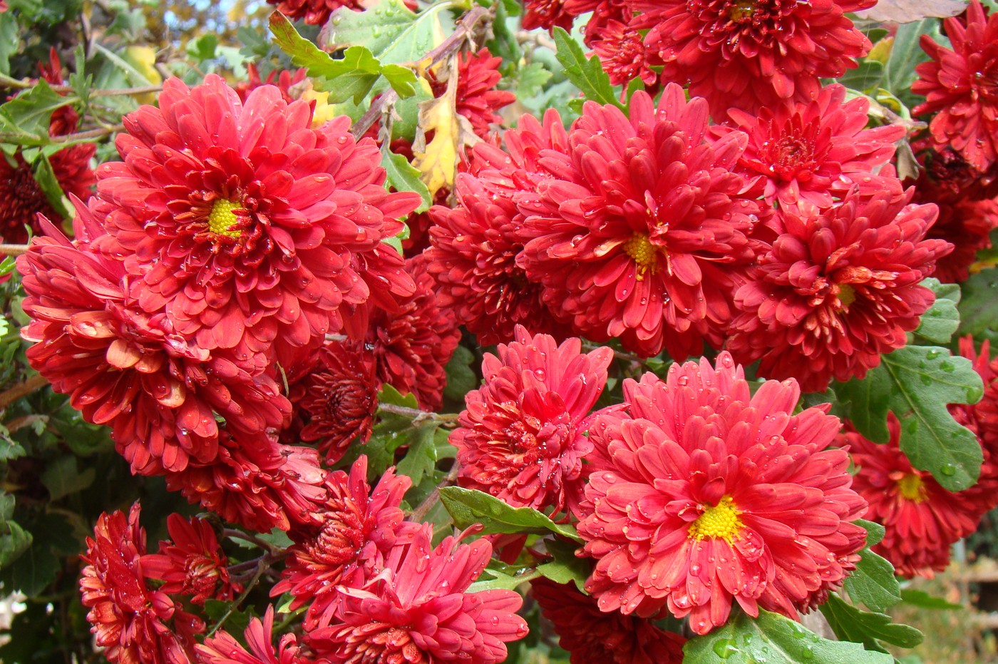 Image of Chrysanthemum indicum specimen.