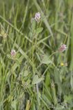 Trifolium striatum. Верхушки цветущих растений. Крым, Бахчисарайский р-н, пос. Куйбышево, луг. 16.05.2016.