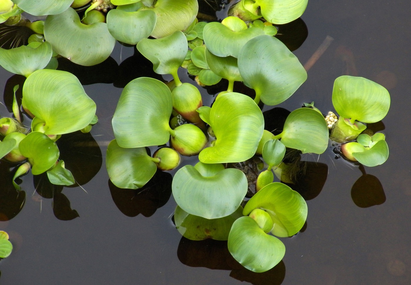 Image of Eichhornia crassipes specimen.