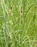 Carex extensa