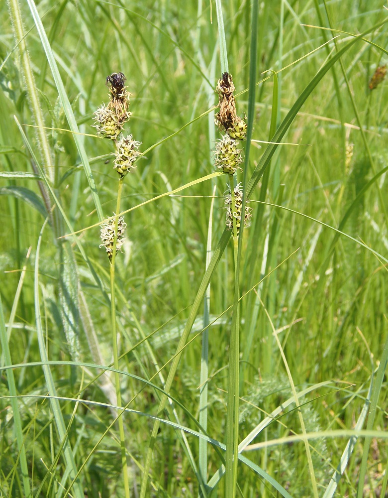 Изображение особи Carex extensa.