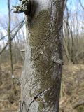 Image of taxon representative. Author is Геннадий Окатов