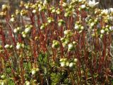 Saxifraga derbekii. Бутонизирующие растения. Магаданская обл., Ольский р-н, Ольское побережье, окр. мыса Нюкля, на склоне сопки. 09.07.2016.