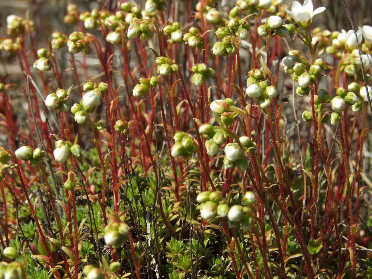 Изображение особи Saxifraga derbekii.