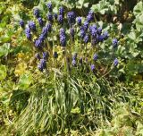 Muscari neglectum