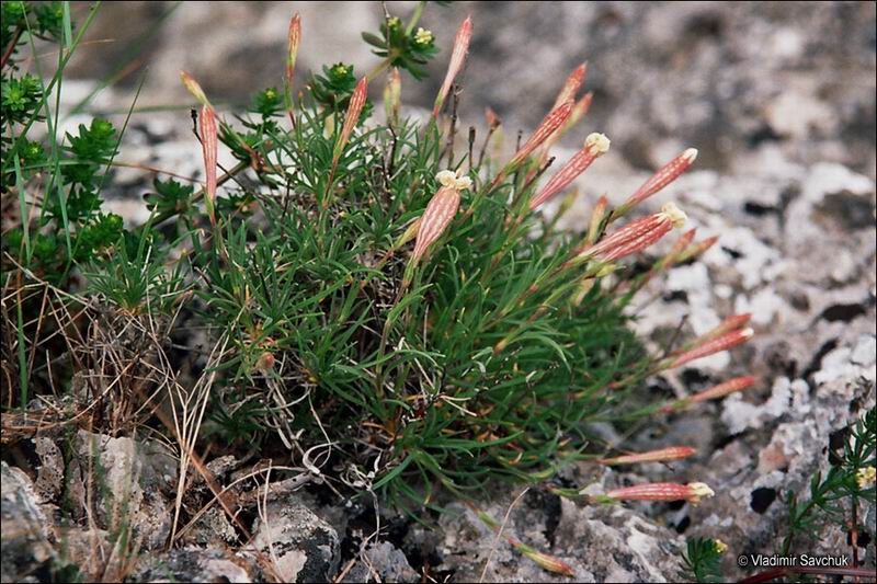 Изображение особи Silene jailensis.