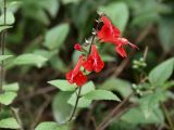 Salvia coccinea