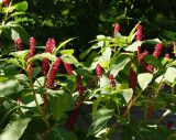 Phytolacca acinosa