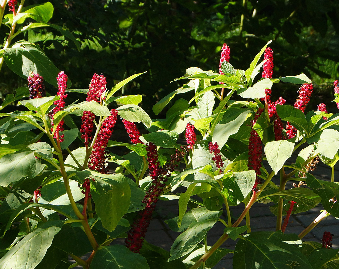 Изображение особи Phytolacca acinosa.