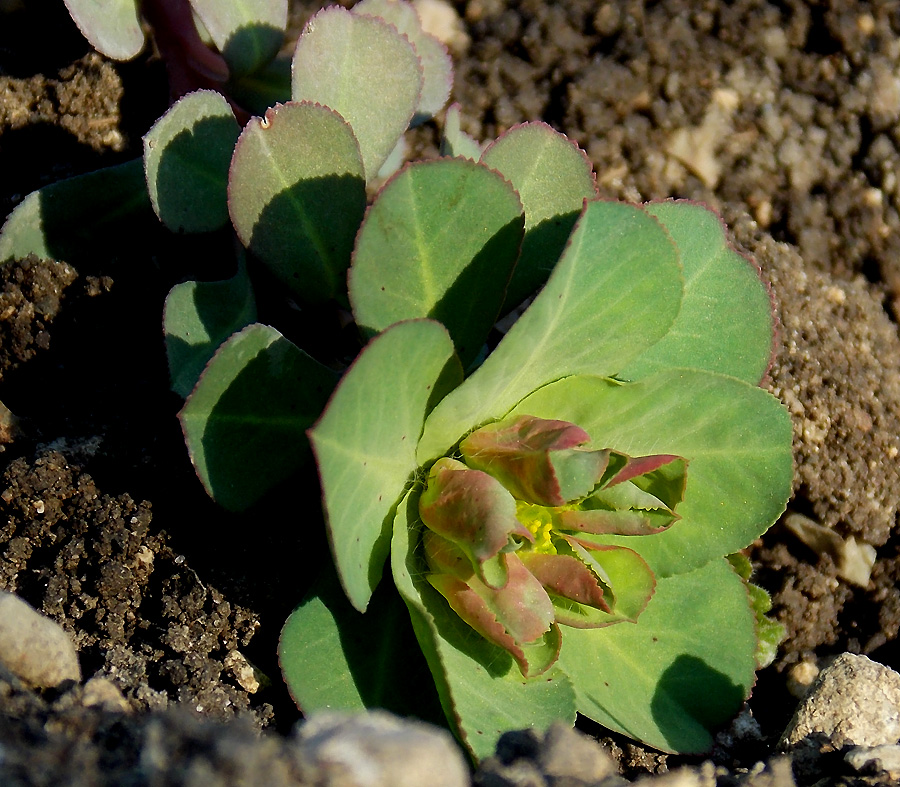 Image of Euphorbia helioscopioides specimen.