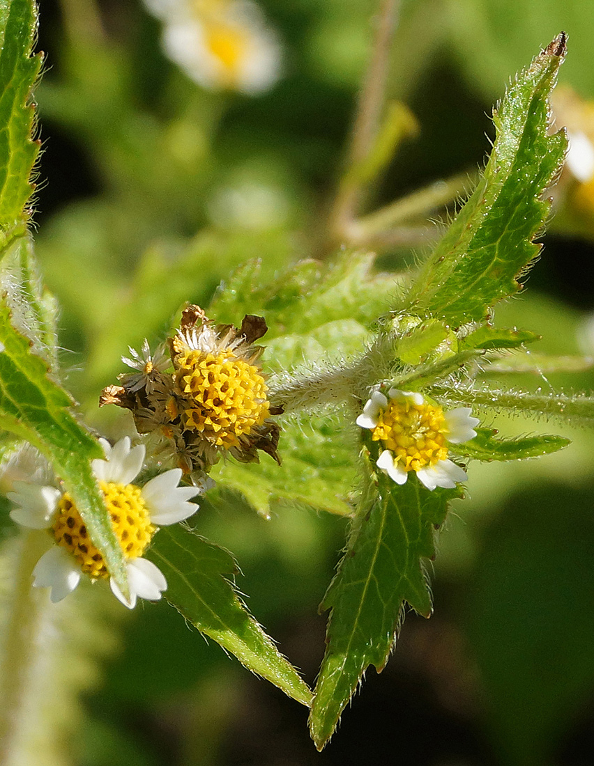 Image of Galinsoga quadriradiata specimen.