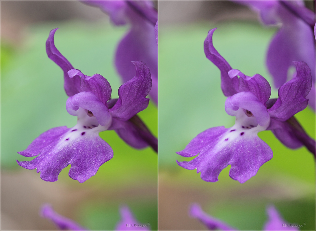 Изображение особи Orchis mascula.