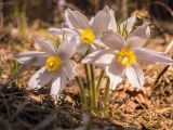 Pulsatilla patens