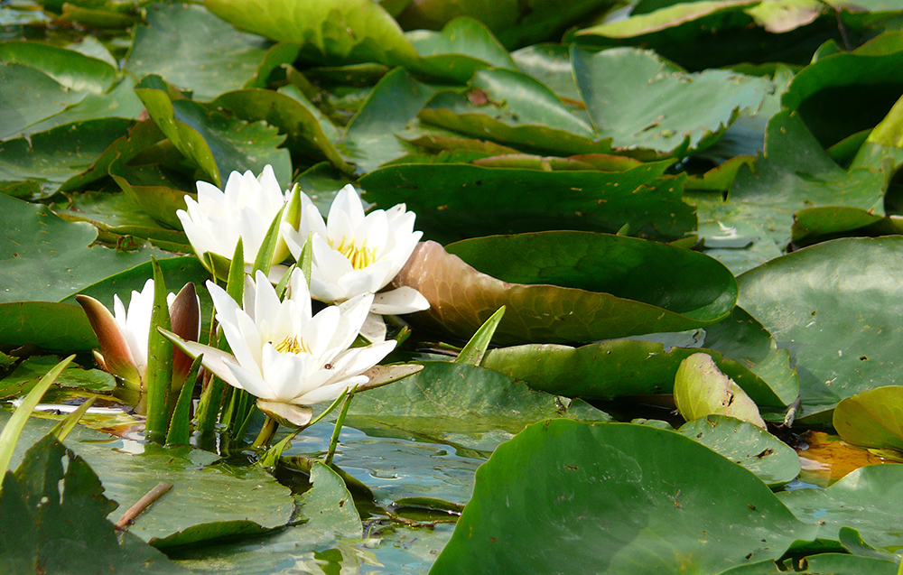 Изображение особи Nymphaea candida.