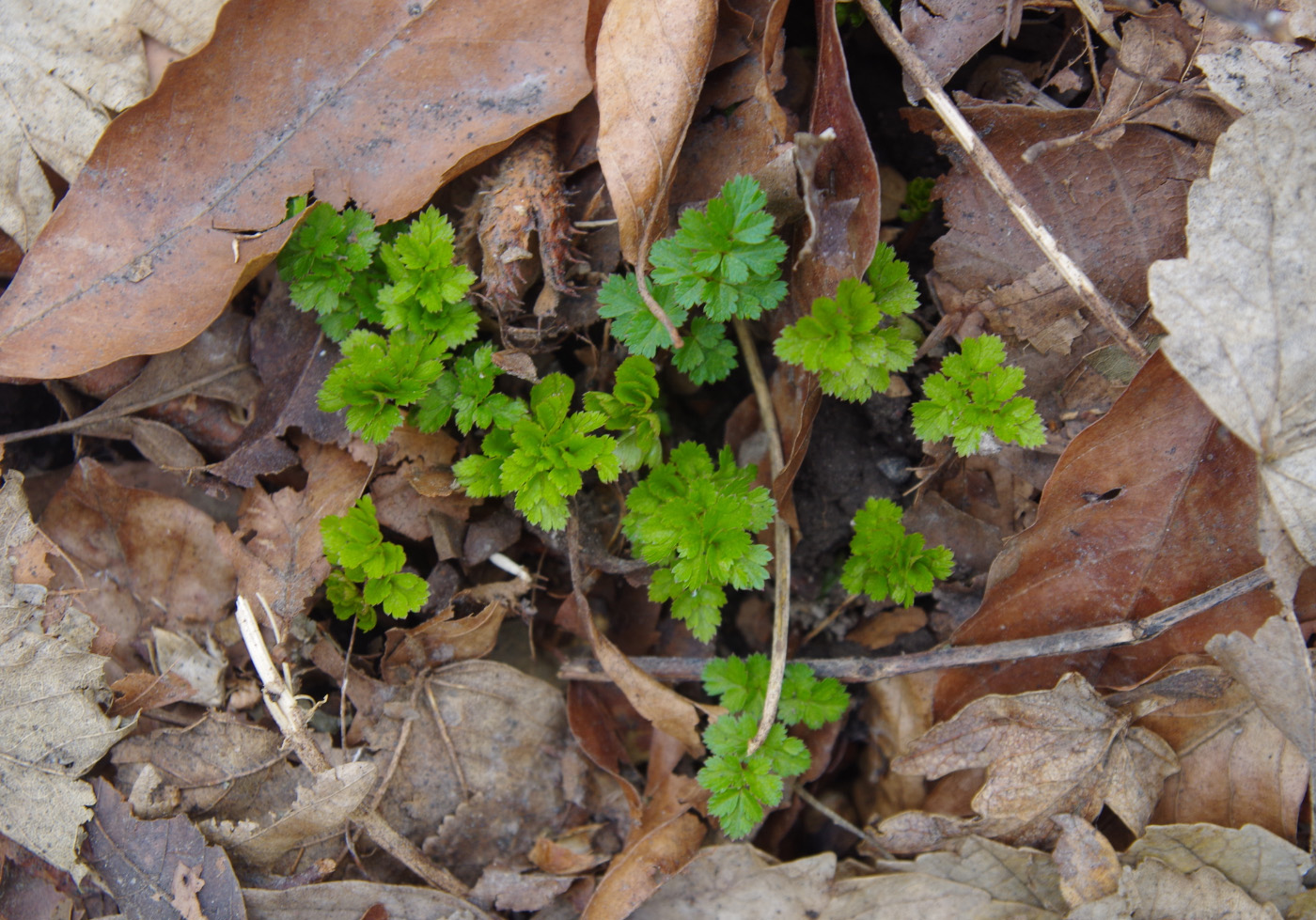 Image of familia Apiaceae specimen.