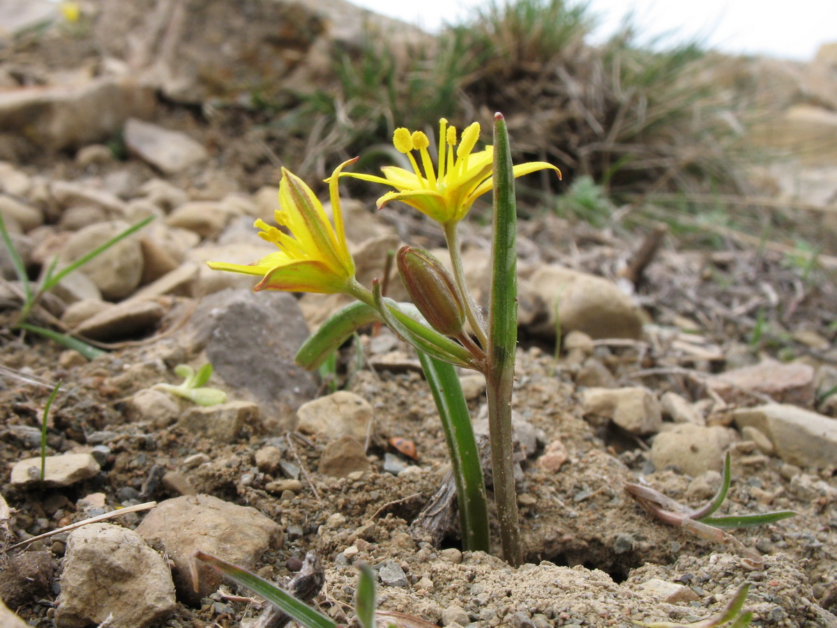 Изображение особи Gagea turkestanica.