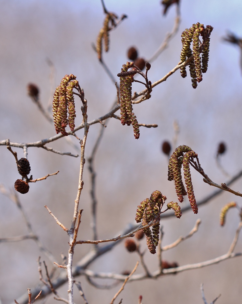 Изображение особи Alnus japonica.