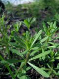 Galium aparine