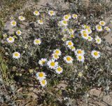 Anthemis tomentosa