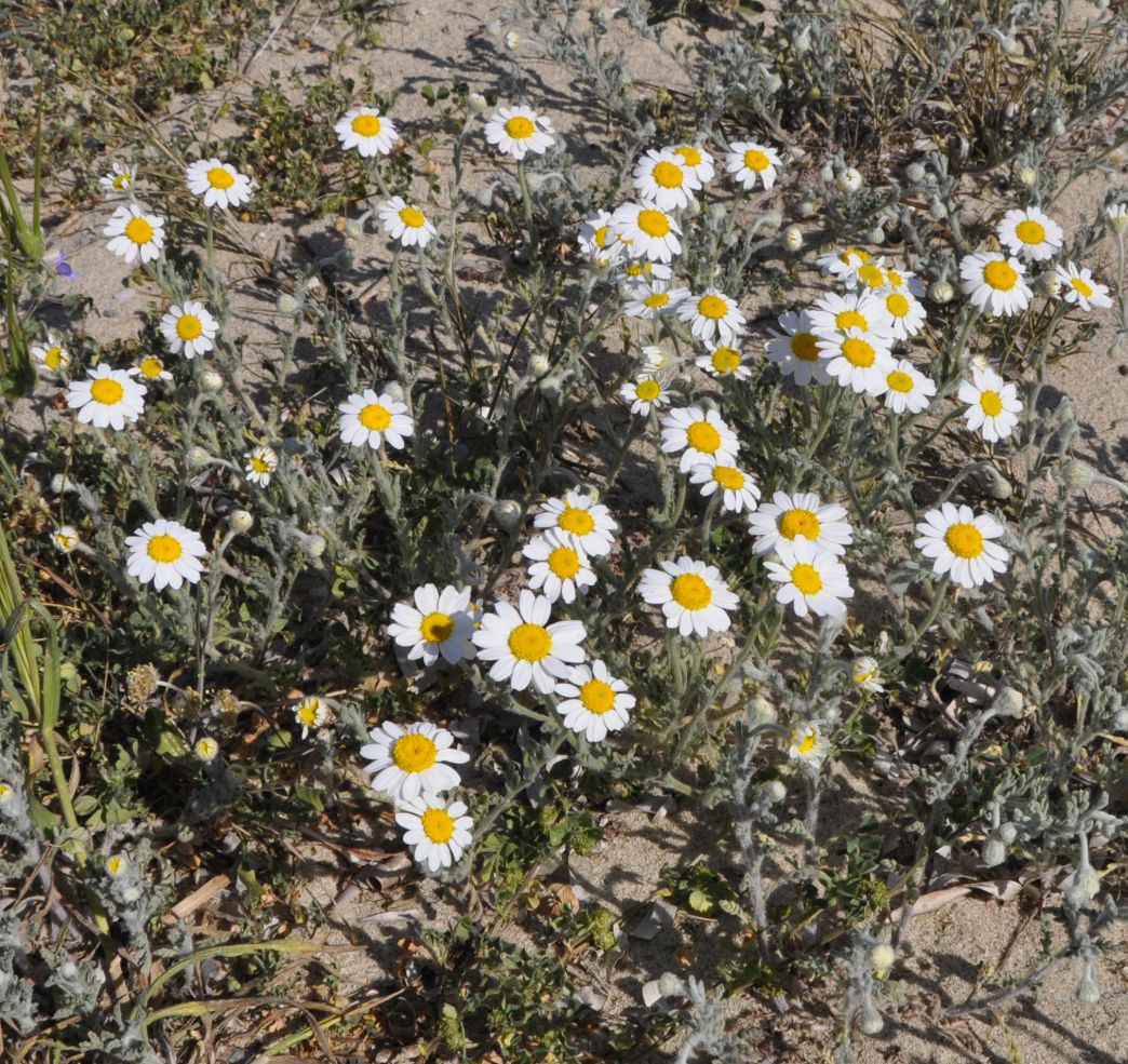 Image of Anthemis tomentosa specimen.